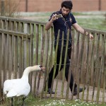 Racist Swan