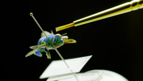 Microsculpture Creates Jaw-Dropping Images Of Insects Using 10,000 Photos