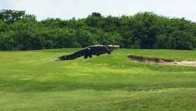 Holy S***, Check Out This Enormous, Monster Alligator Strolling Through a Golf Course in Florida