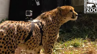 Cheetah Gets GoPro Attached To Him And It's Pretty Gnarly