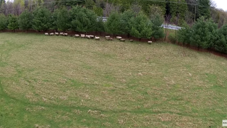 Tech Saavy Farm Uses Aerial Drone To Herd Sheep Into Barn